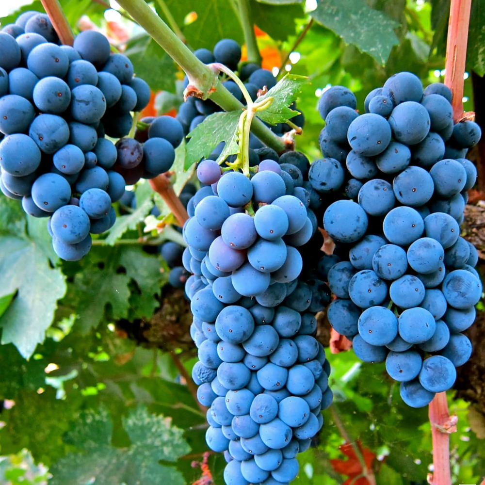 Sweet Juicy Organic Grape Seed Mix