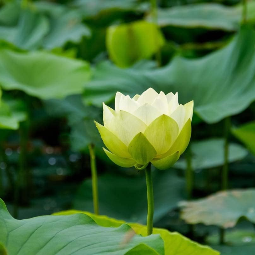 30PCS Bowl Lotus Seeds