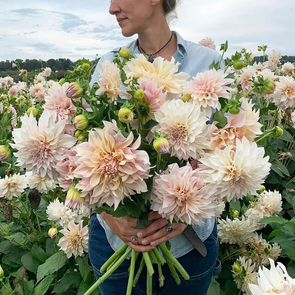 300PCS Mix Dahlia Seeds Flowers Compound Petals