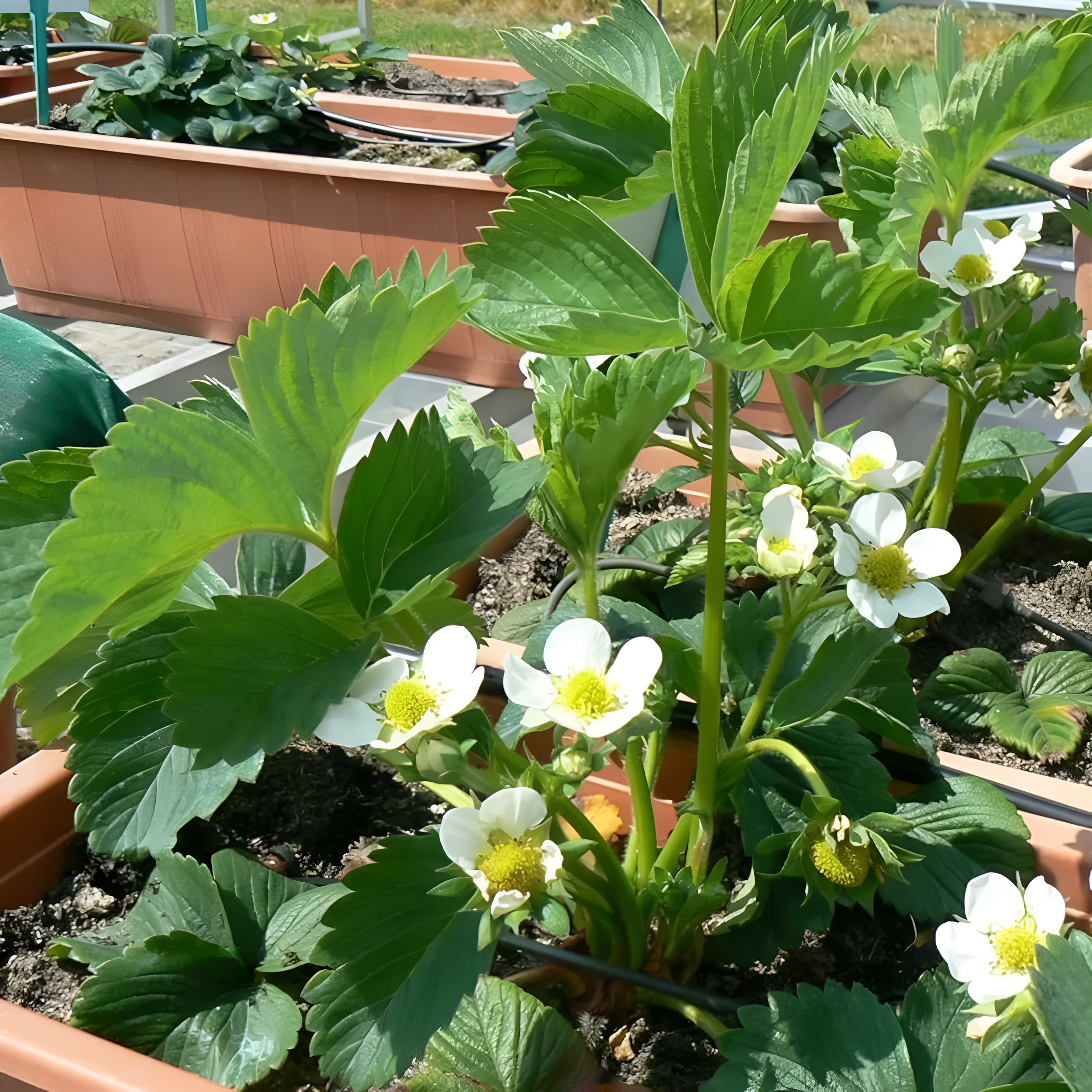 200pcs Cream Strawberry Seeds
