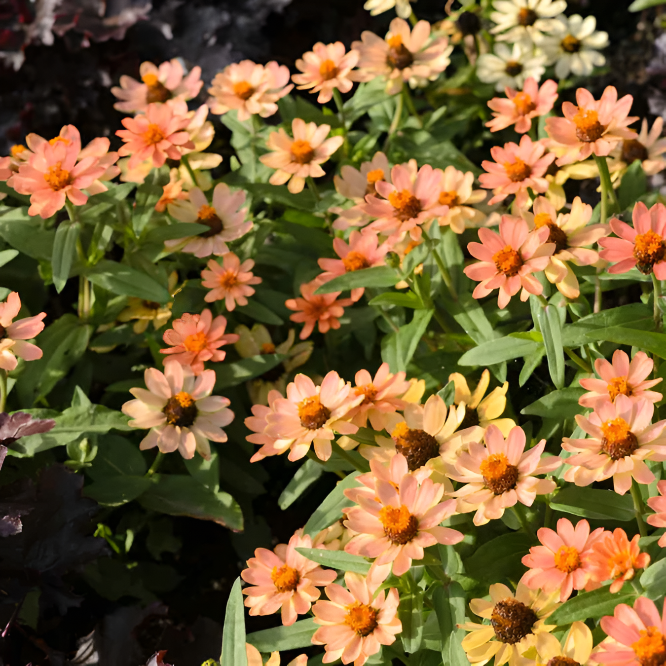 Zinnia Seeds Profusion Apricot With Coral Petals And Terracotta Centers