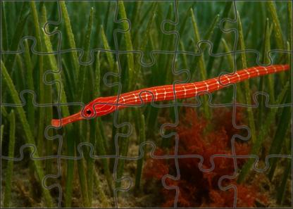 Crimson Pipefish Slender Ambush Predator With Bright Coloring Mini Puzzle