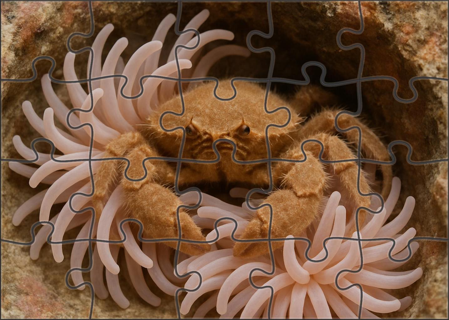 Velvet Spiny Anemone Crab Camouflaged Coral Dweller With Fine Tactile Appendages Puzzle Collection