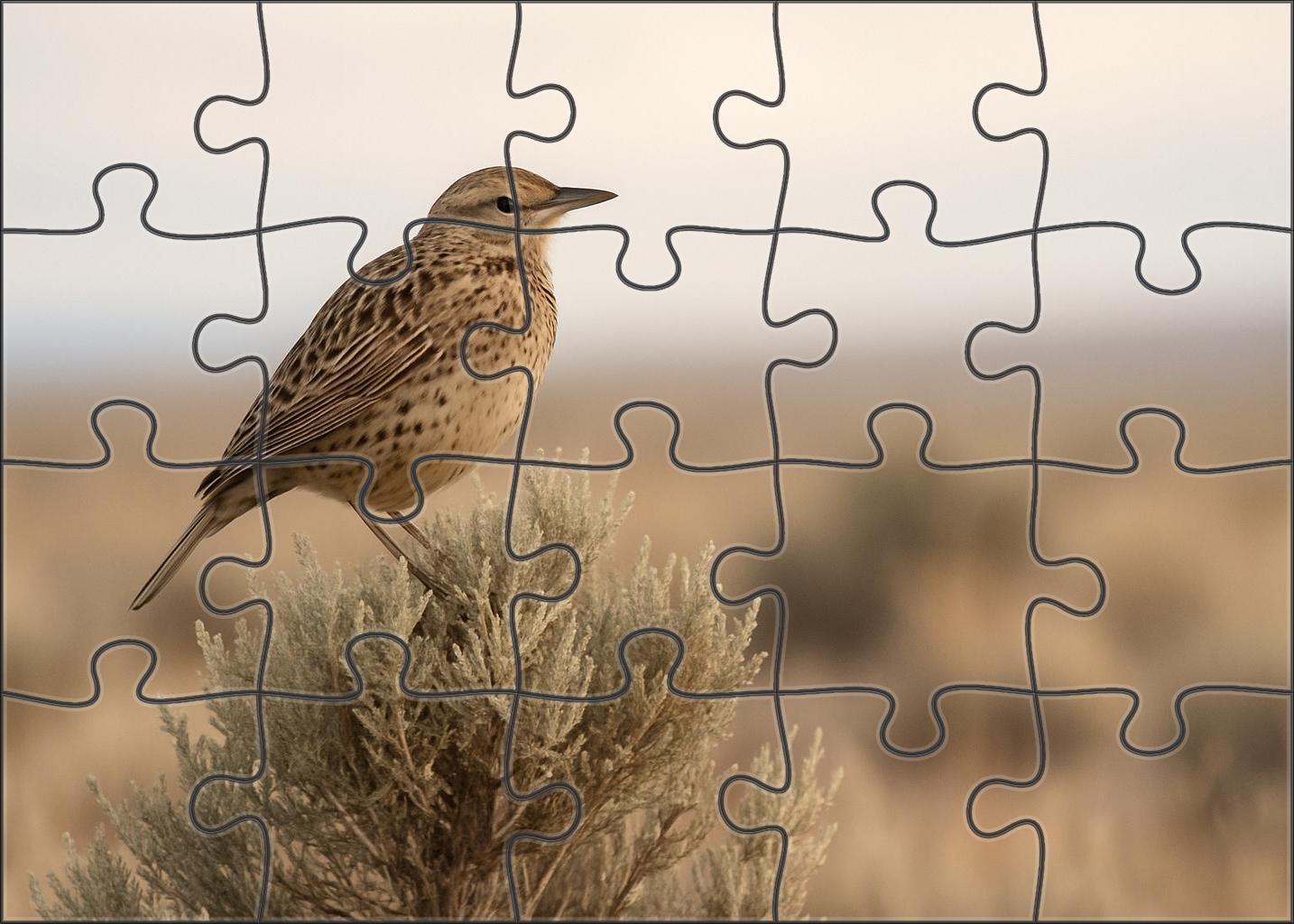 Sage Thrasher The Desert Song Specialist Puzzle Challenge