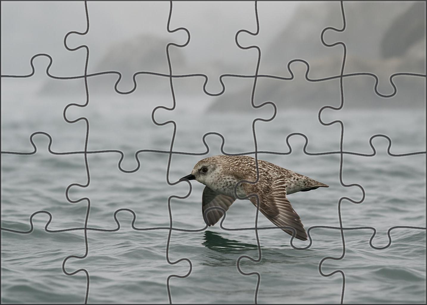 Marbled Murrelet Elusive Coastal Diver 50 Piece Puzzle