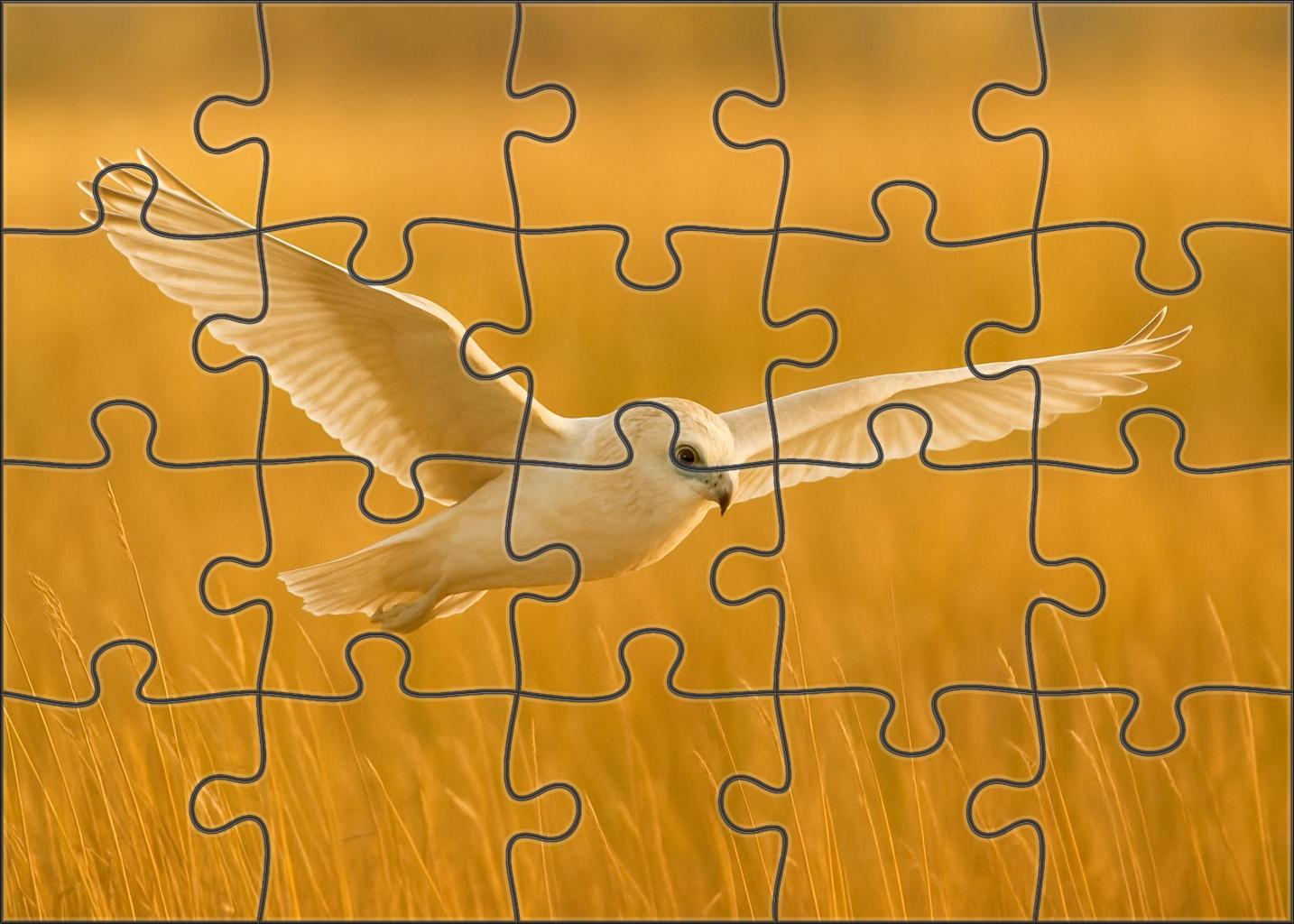 Pallid Harrier Graceful Marsh Wanderer Easy Puzzles