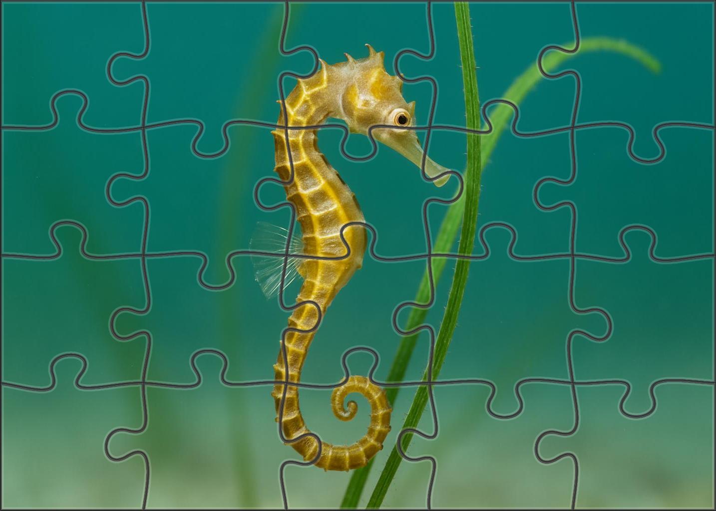 Golden-banded Seahorse 20 Piece Puzzle
