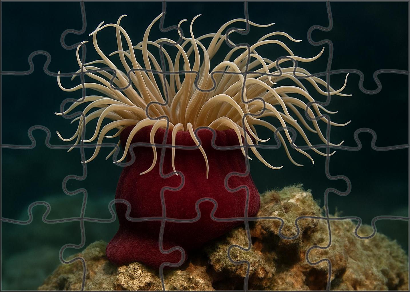 Velvet Sea Anemone Sedentary Predator With Swirling Tentacles Challenging Puzzles