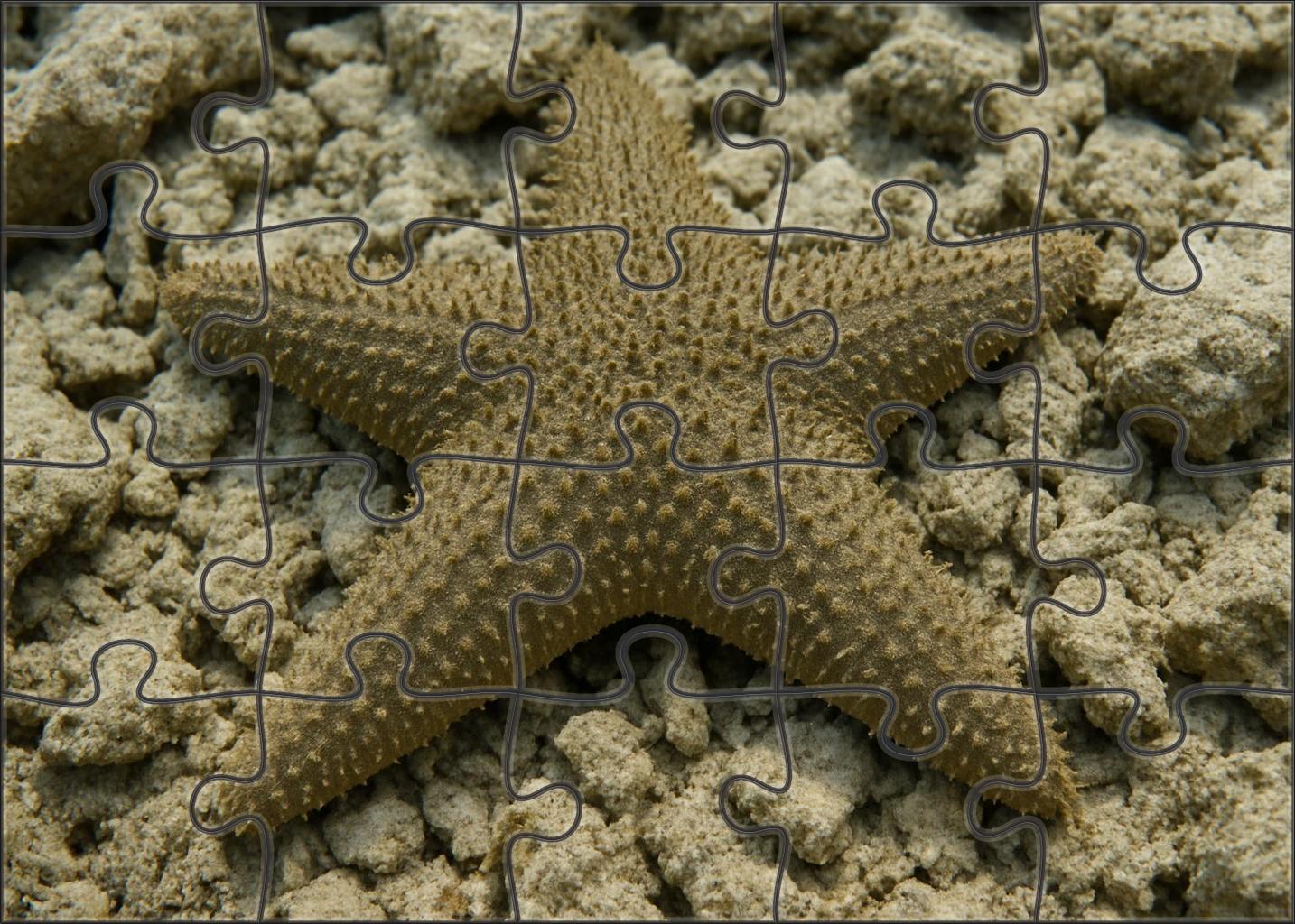 Coral Spine Starfish Radial-eyed Echinoderm With Thorny Texture Puzzle Collection