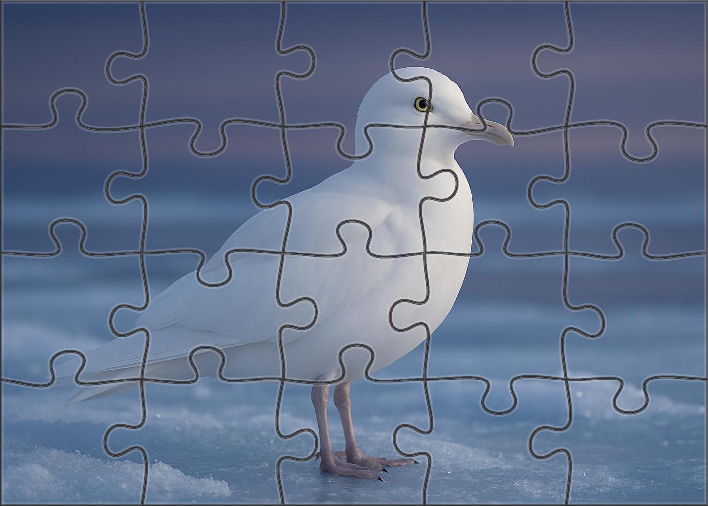 Ivory Gull Arctic Snowscape Specter Family Puzzles