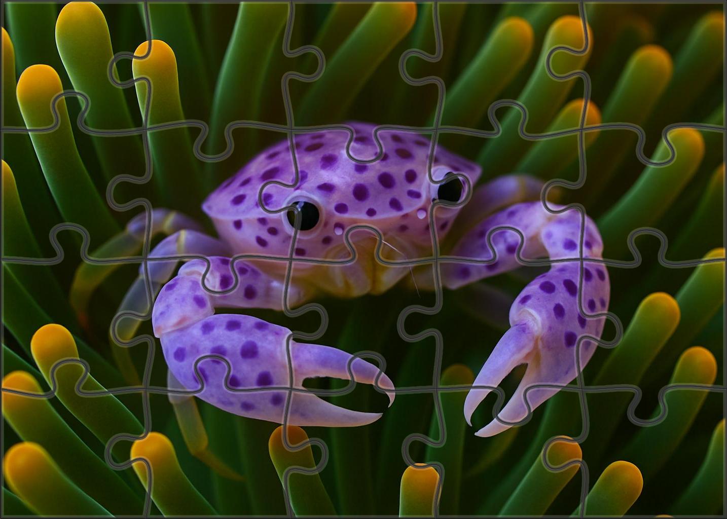 Violet Spotted Anemone Crab Camouflaged Symbiont With Delicate Claws Mini Puzzle