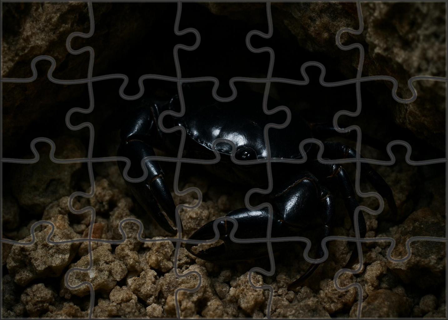 Onyx Reef Crab Nocturnal Scuttler With Polished Carapace Family Puzzles