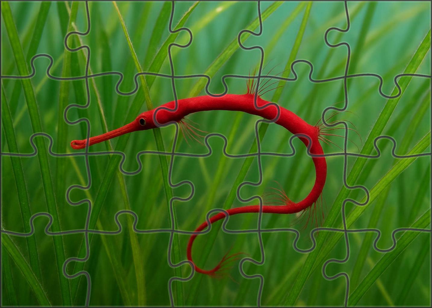 Crimson Threadfin Pipefish Slender Camouflaged Fish With Elongated Fins Mini Puzzle
