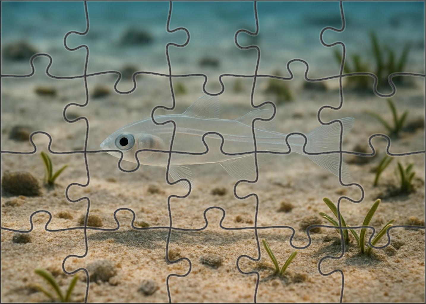 Glassfin Dragonet Transparent Reef Floor Darter Easy Puzzles