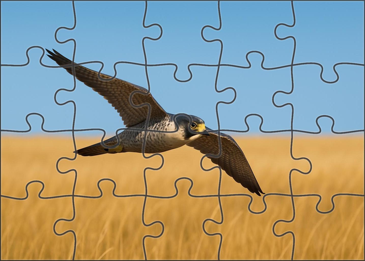 Prairie Falcon Speedster Of Open Plains Puzzle Challenge