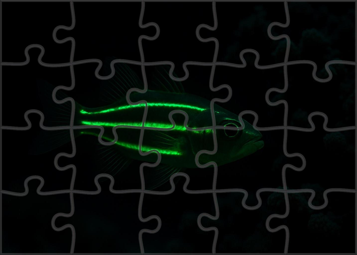 Glowing Tidefish Nocturnal Bioluminescent Forager 1000 Piece Puzzle