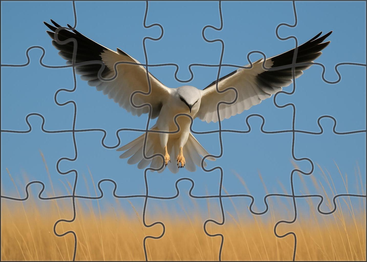 White-tailed Kite Aerial Acrobat Challenging Puzzles