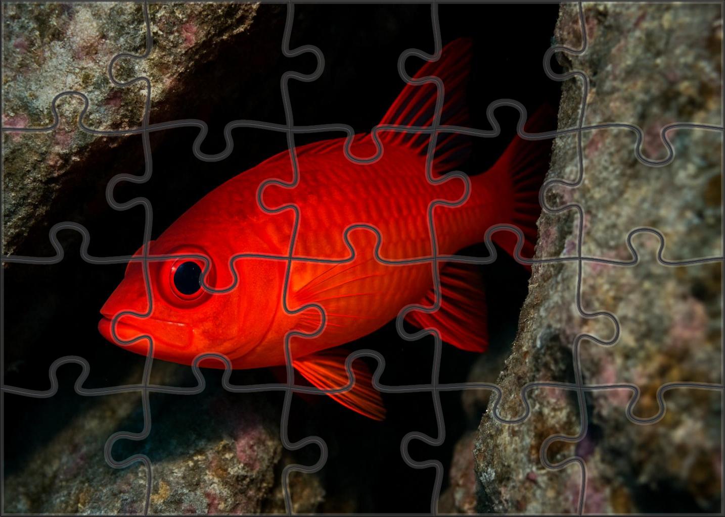 Sunset Blenny Small Elongated Fish With Fiery Gradient Coloration Easy Puzzles