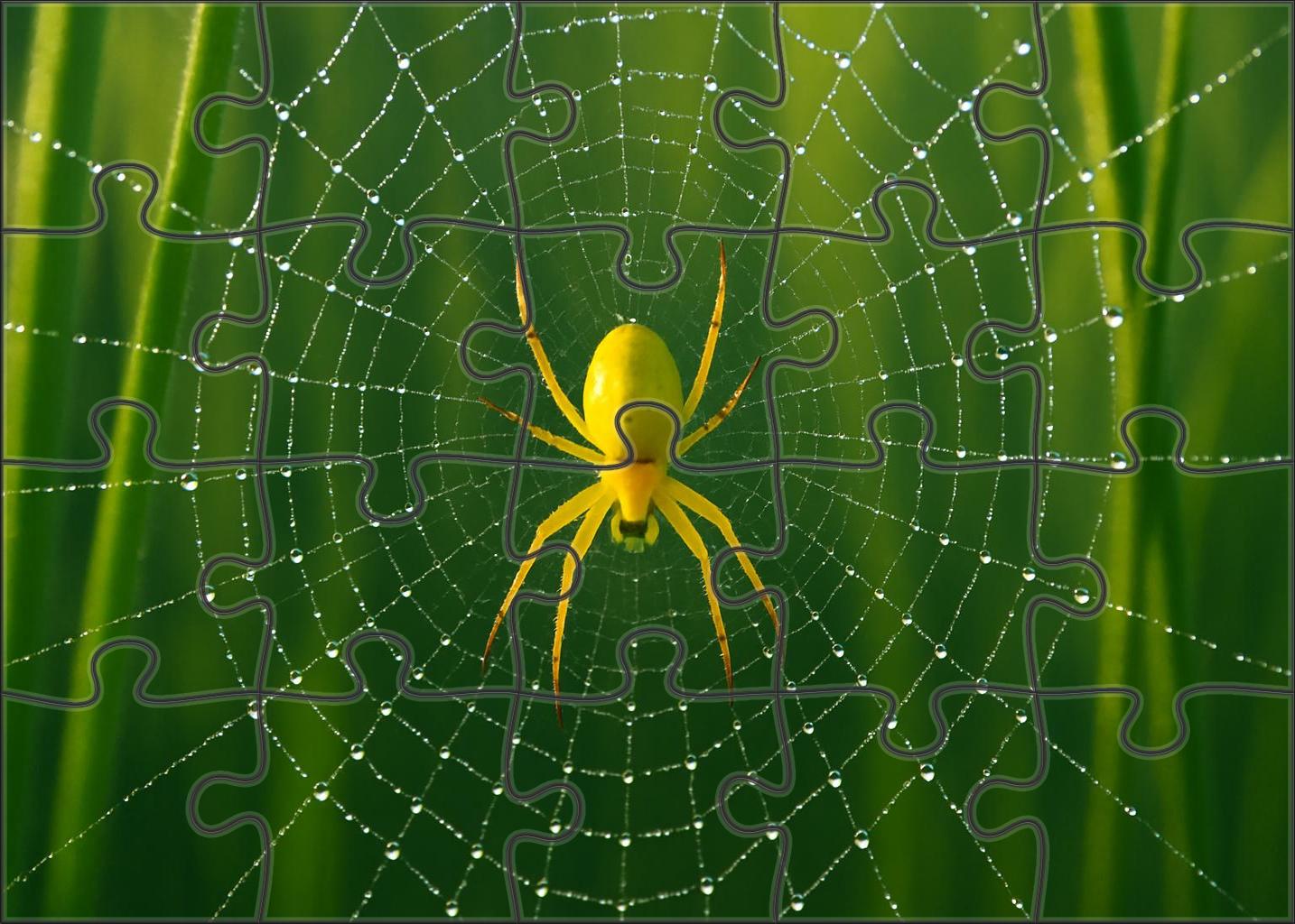Golden Orb Weaver Intricate Web Builder With Brilliant Yellow Body Puzzle Fun