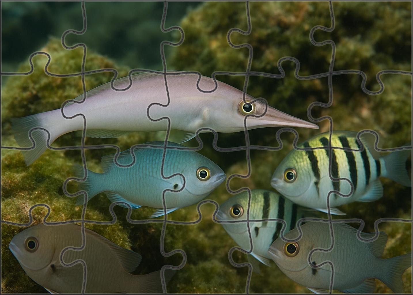 Ivory Snout Wrasse Elegant Cleaner With Tapered Profile And Striking Snout Puzzle Collection