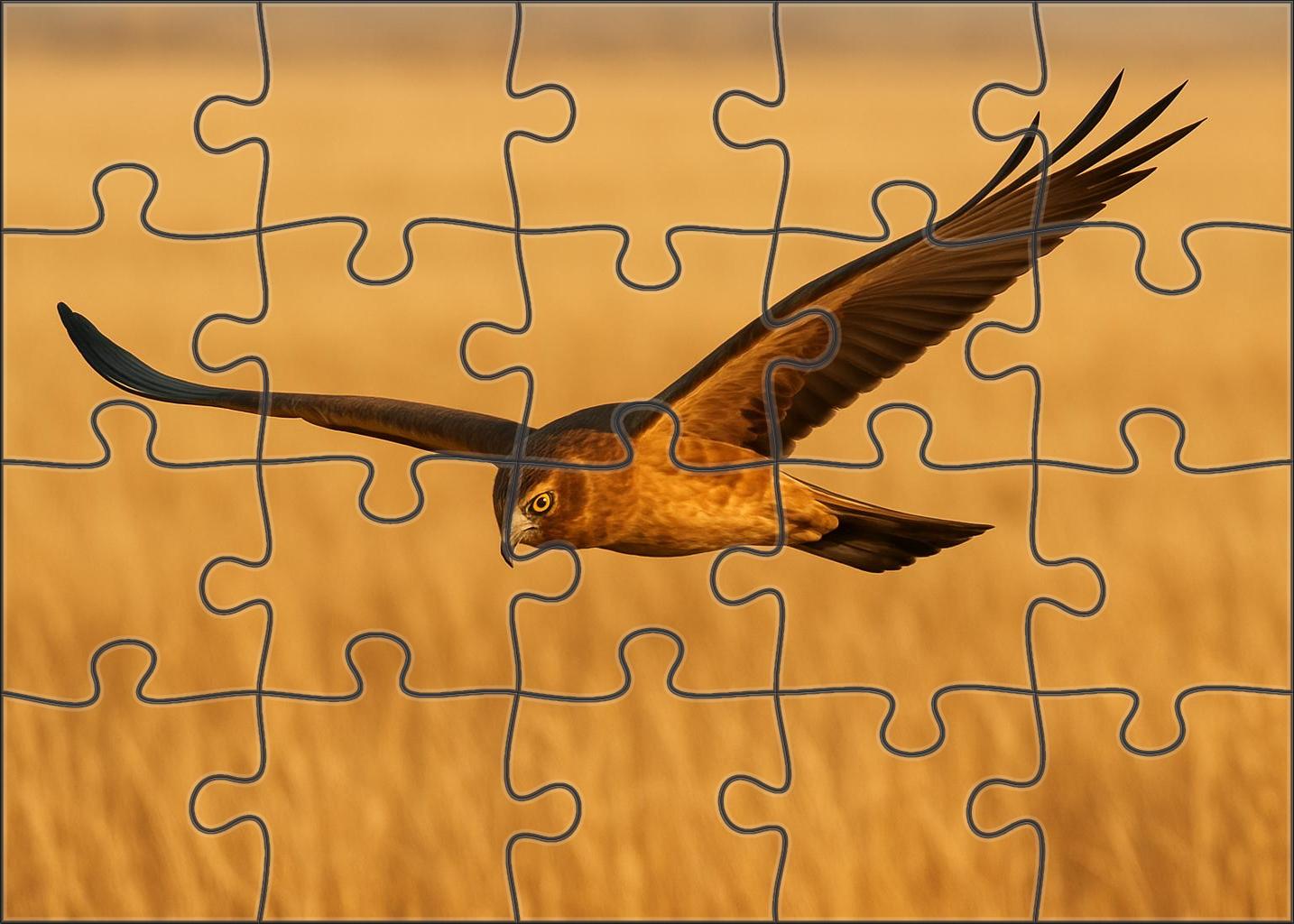 Prairie Falcon Speedy Raptor Of Open Grasslands Challenging Puzzles