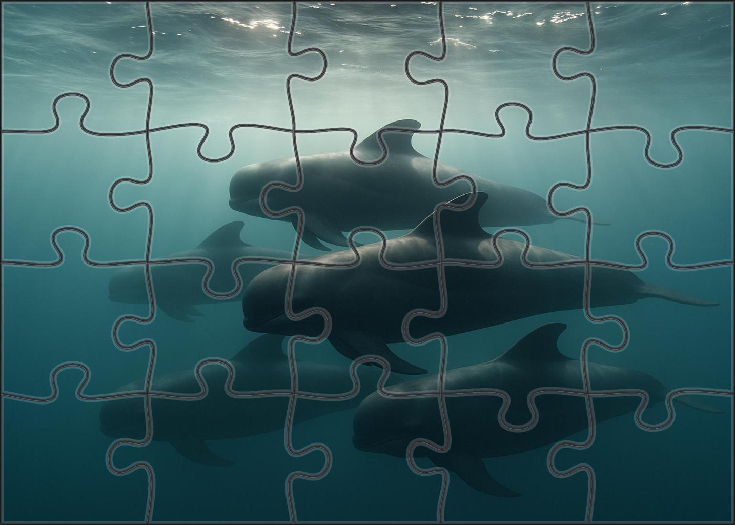 Slateback Pilot Whale Sleek Social Marine Mammal With Distinctive Dorsal Marking Puzzle Fun