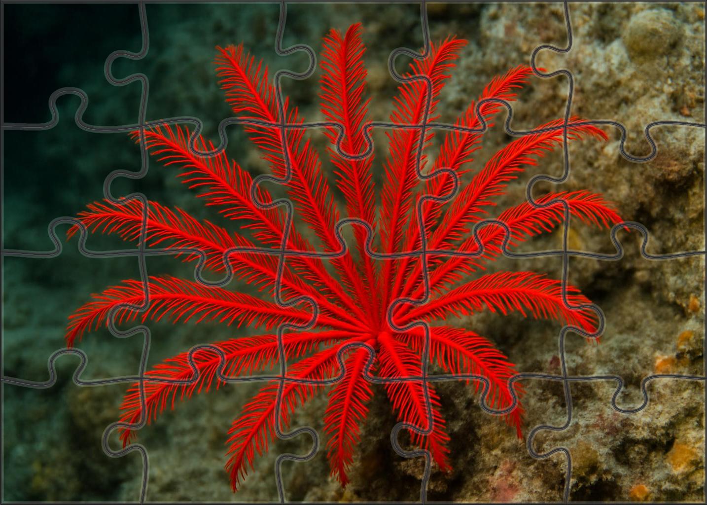 Crimson Feather Star Drifting Filter-feeder Challenging Puzzles