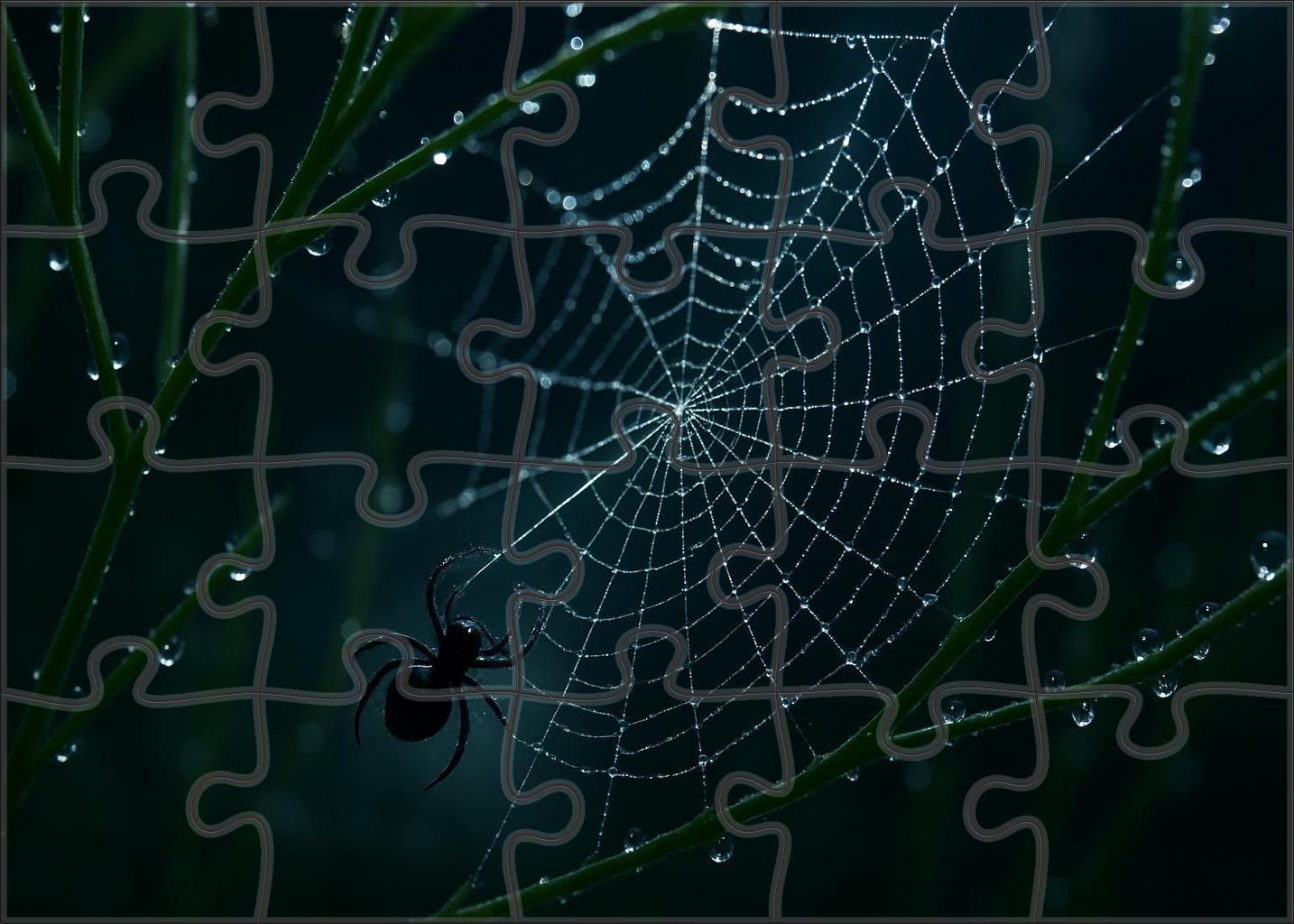 Midnight Threadspinner Tiny Weaver With Elaborate Silk Canopies Puzzle Fun