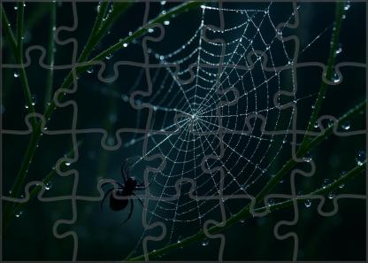 Midnight Threadspinner Tiny Weaver With Elaborate Silk Canopies Puzzle Fun