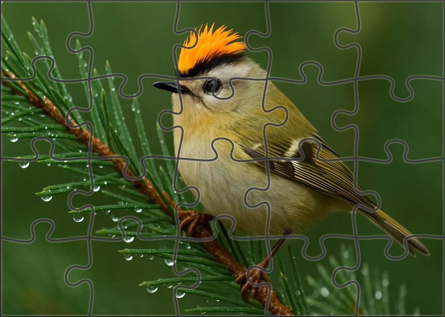 Golden-crested Kinglet Tiny Forest Firebrand Puzzle Fun