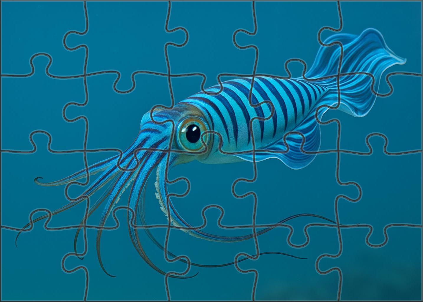 Cobalt Ribbon Squid Agile Midwater Cephalopod Family Puzzles