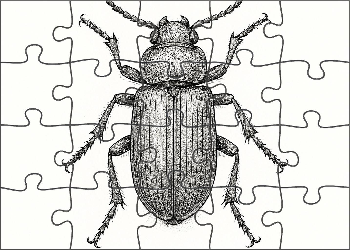 Intricate Insect Anatomy Detailed Pen Drawing Of Beetle Structure Family Puzzles