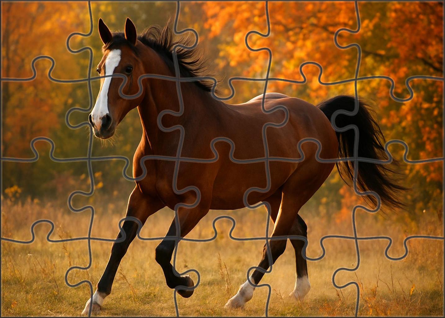 Autumn Blaze Warm Bay Mare With Striking Facial Markings And Agile Disposition Easy Puzzles