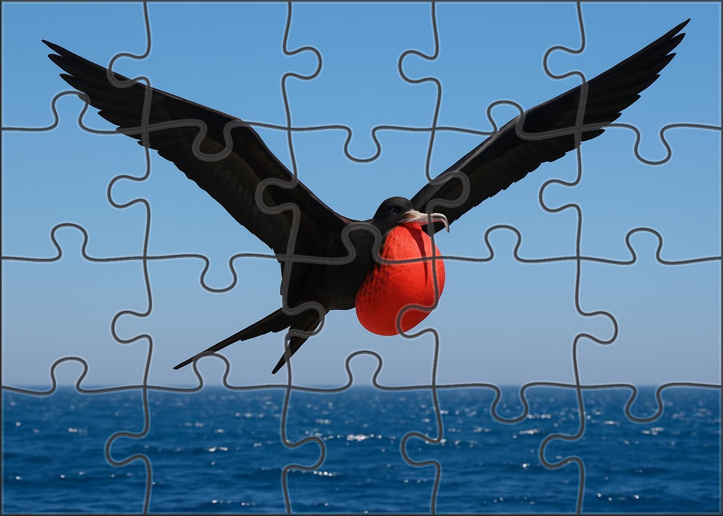 Magnificent Frigatebird Master Of The Coastal Skies Puzzle Challenge