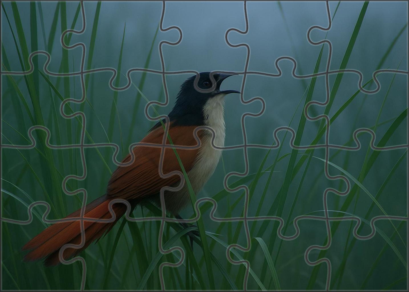 Coppery-tailed Coucal Elusive Ground-dwelling Hunter Puzzle For Kids