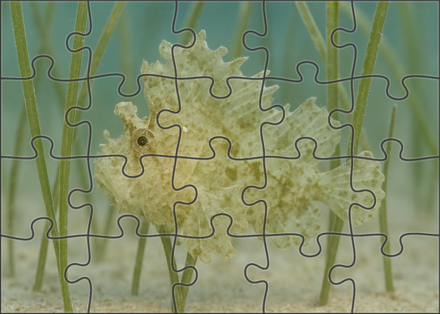 Ghost Pipefish Elusive Mimic With Leaflike Appendages Challenging Puzzles