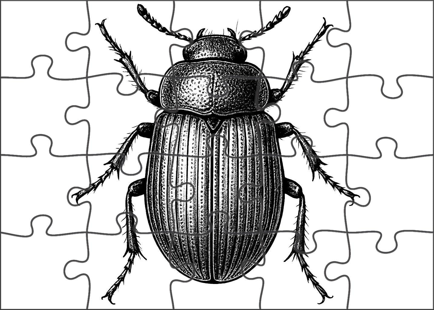Whimsical Insect Anatomy Detailed Pen And Ink Drawing Of Beetle Structure 1000 Piece Puzzle