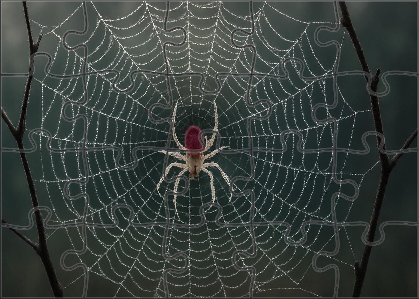 Crimson Veil Spider Web Architect With Translucent Red Markings And Precision Hunting Tactics Puzzle Collection