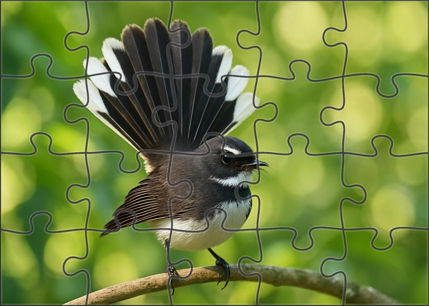 Pied Fantail Agile Performer Of The Forest Challenging Puzzles