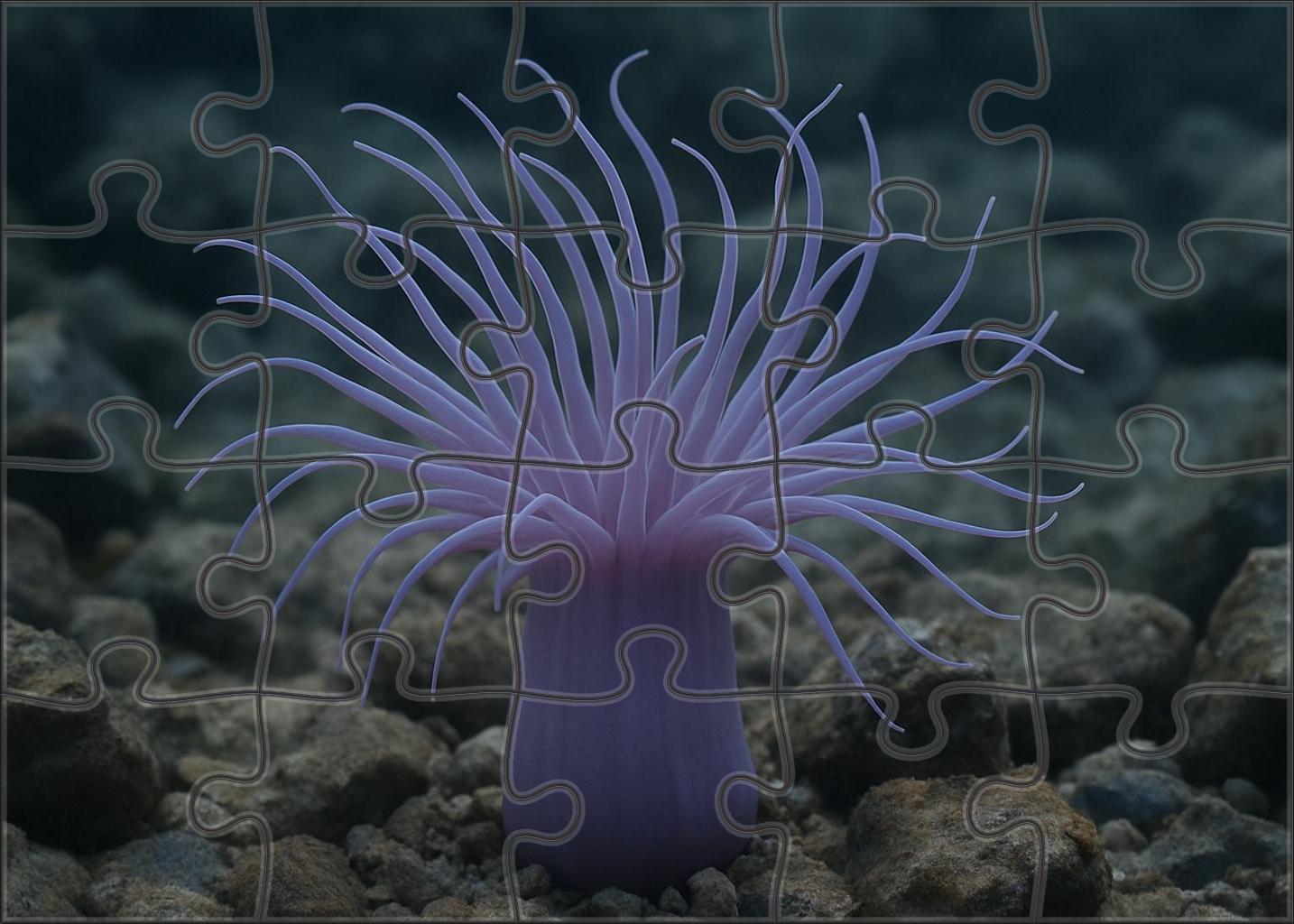 Lavender Sea Anemone Tentacled Predatory Polyp Family Puzzles
