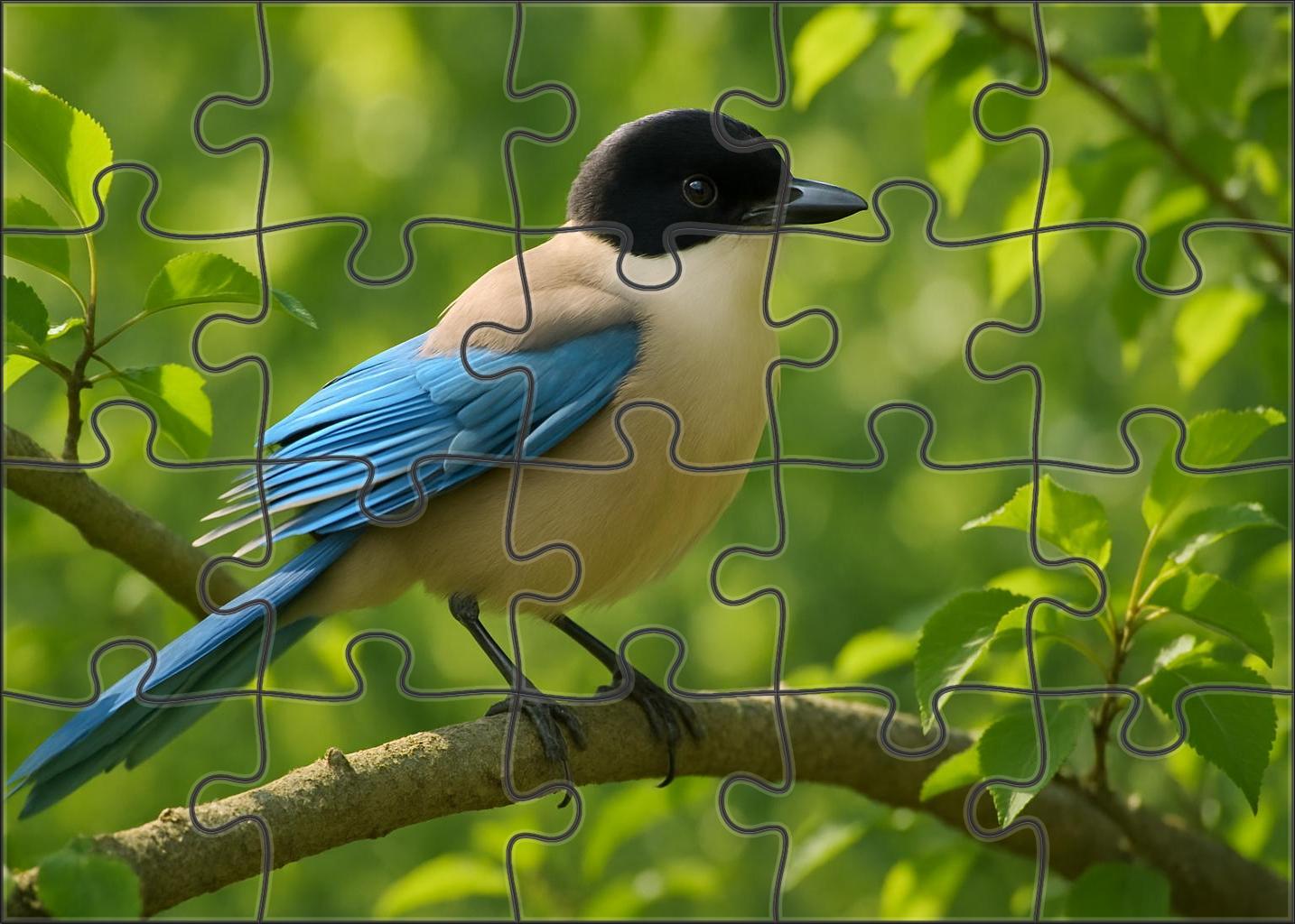 Azure-winged Magpie Sociable Skyglider Premium Puzzle Pieces