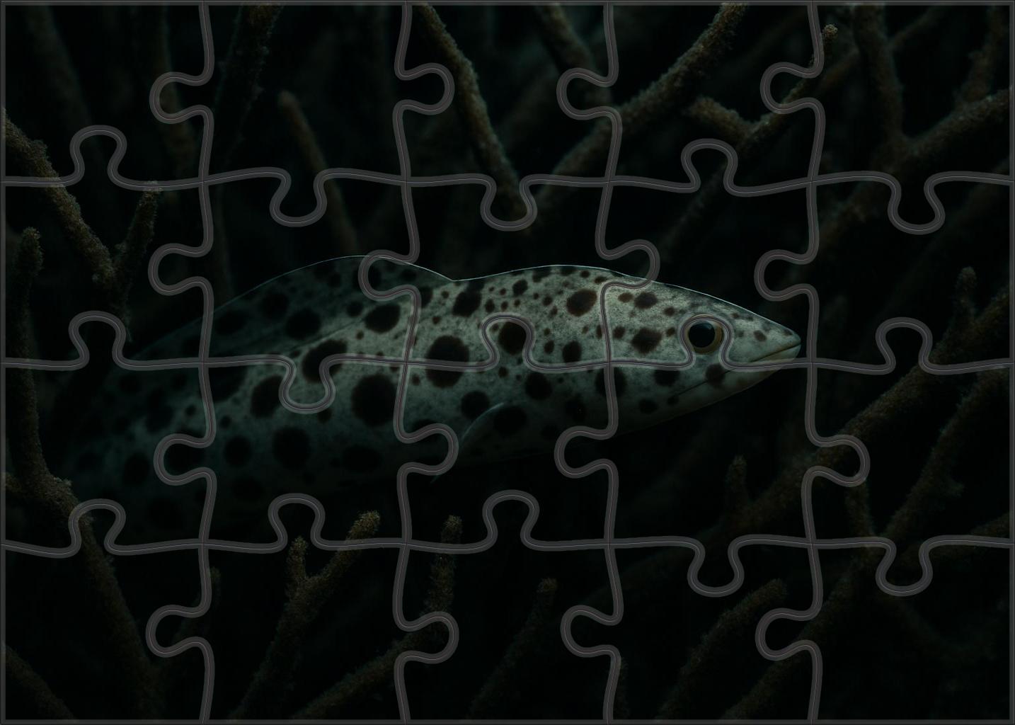 Spotted Reef Pipefish Elongated Camouflage Specialist Easy Puzzles