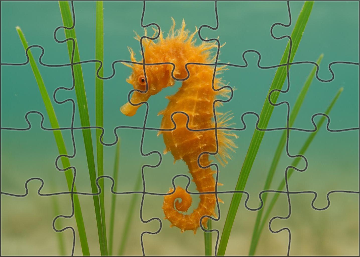 Amber-tufted Seahorse Tiny Ornamental Fish With Delicate Appendages Mini Puzzle