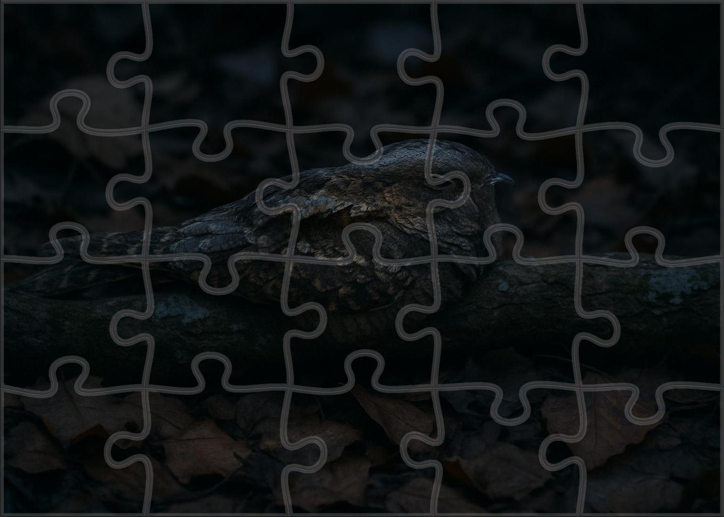 Ivory-billed Nightjar Master Of Twilight Camouflage Puzzle Fun