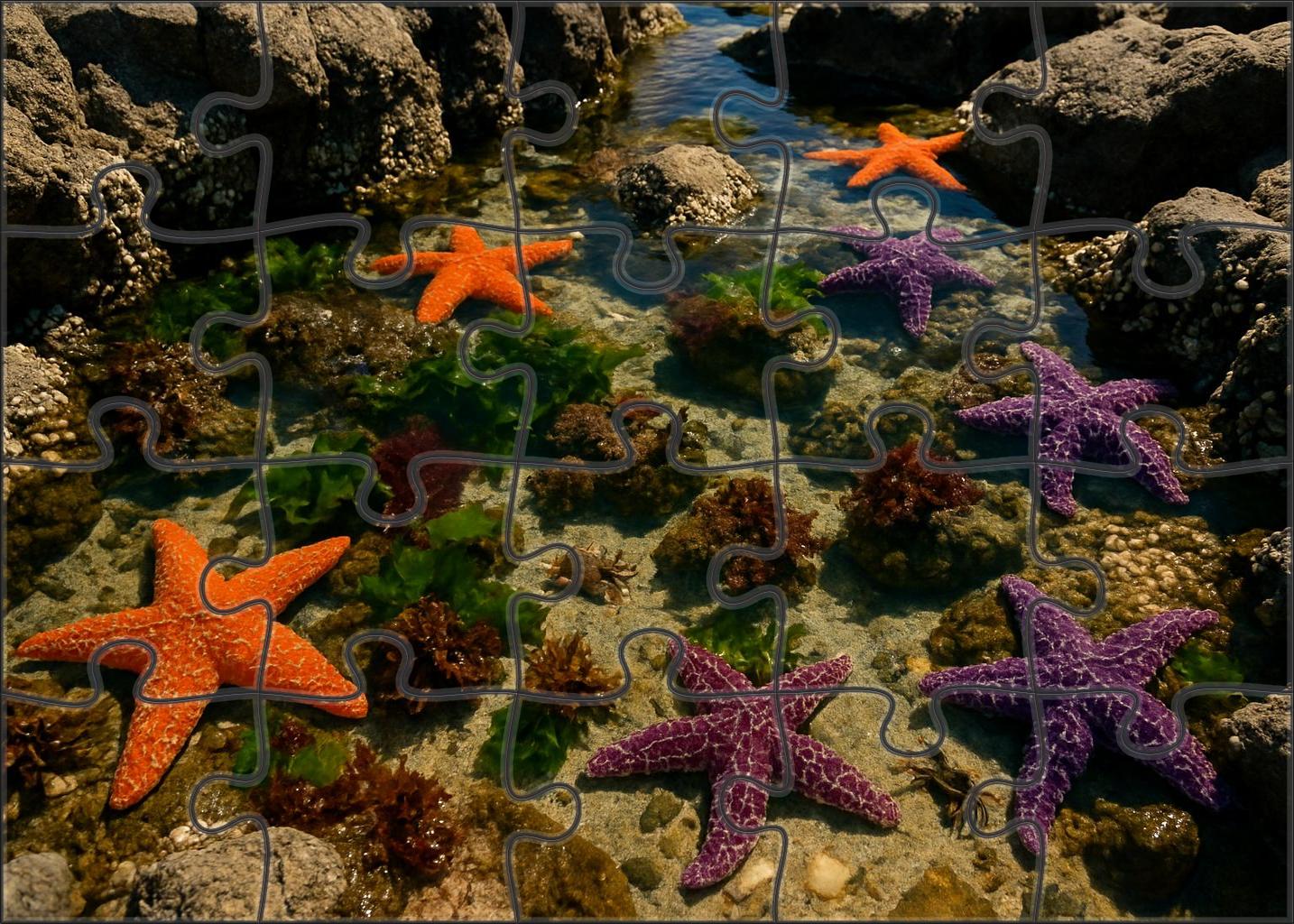 Crystal Tide Pools Rocky Pools Rich With Intertidal Creatures 50 Piece Puzzle
