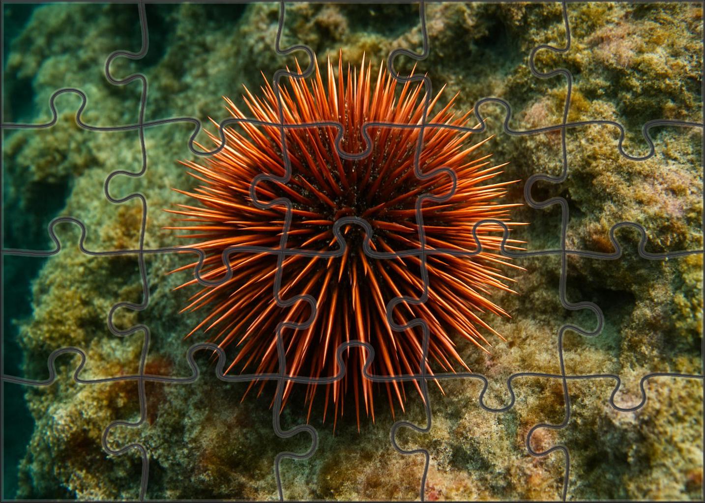 Copper-spined Sea Urchin Armored Forager With Brilliant Metallic Hues Puzzle For Adults