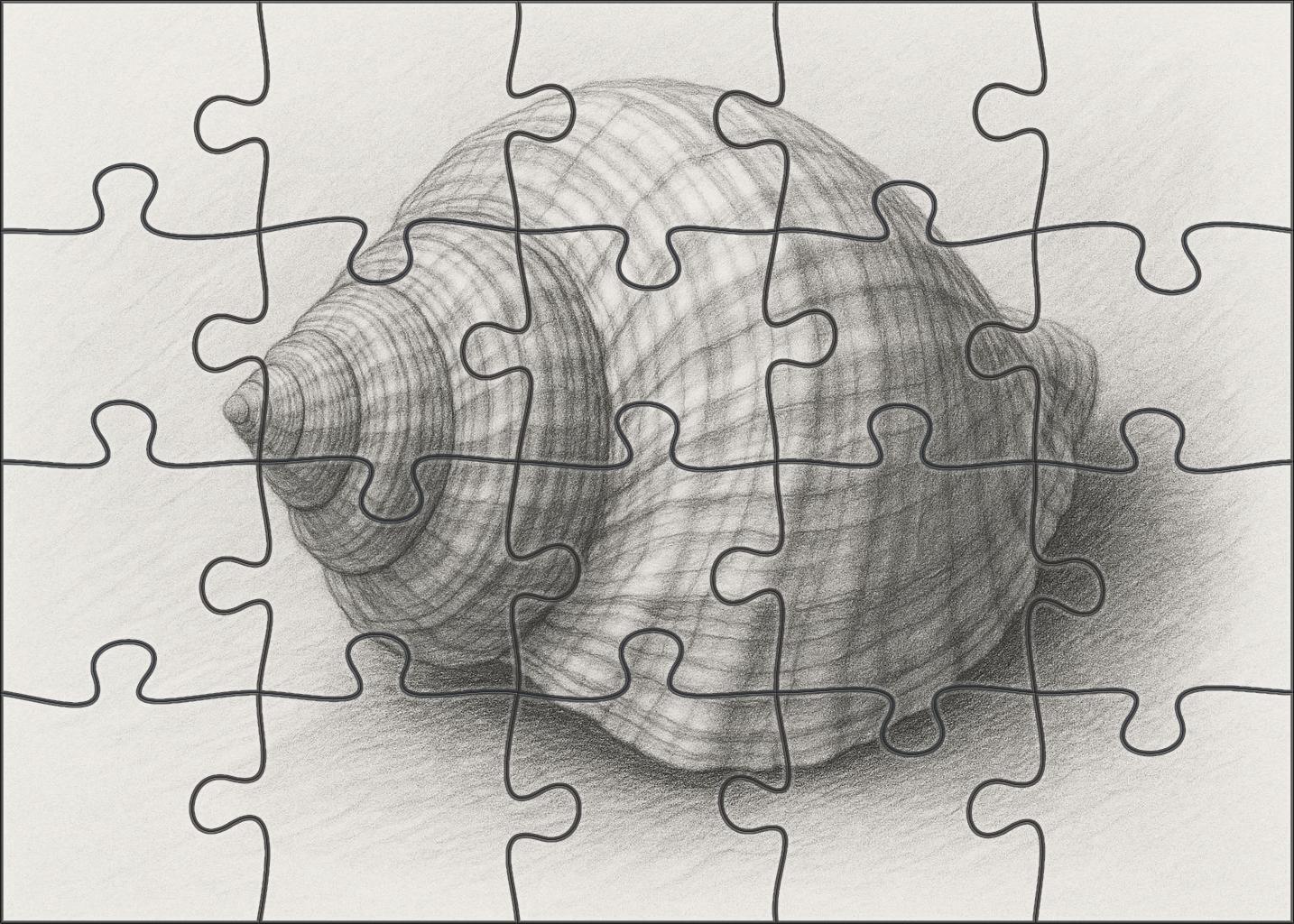 Intricate Shell Anatomy Detailed Graphite Scientific Study Puzzle Challenge