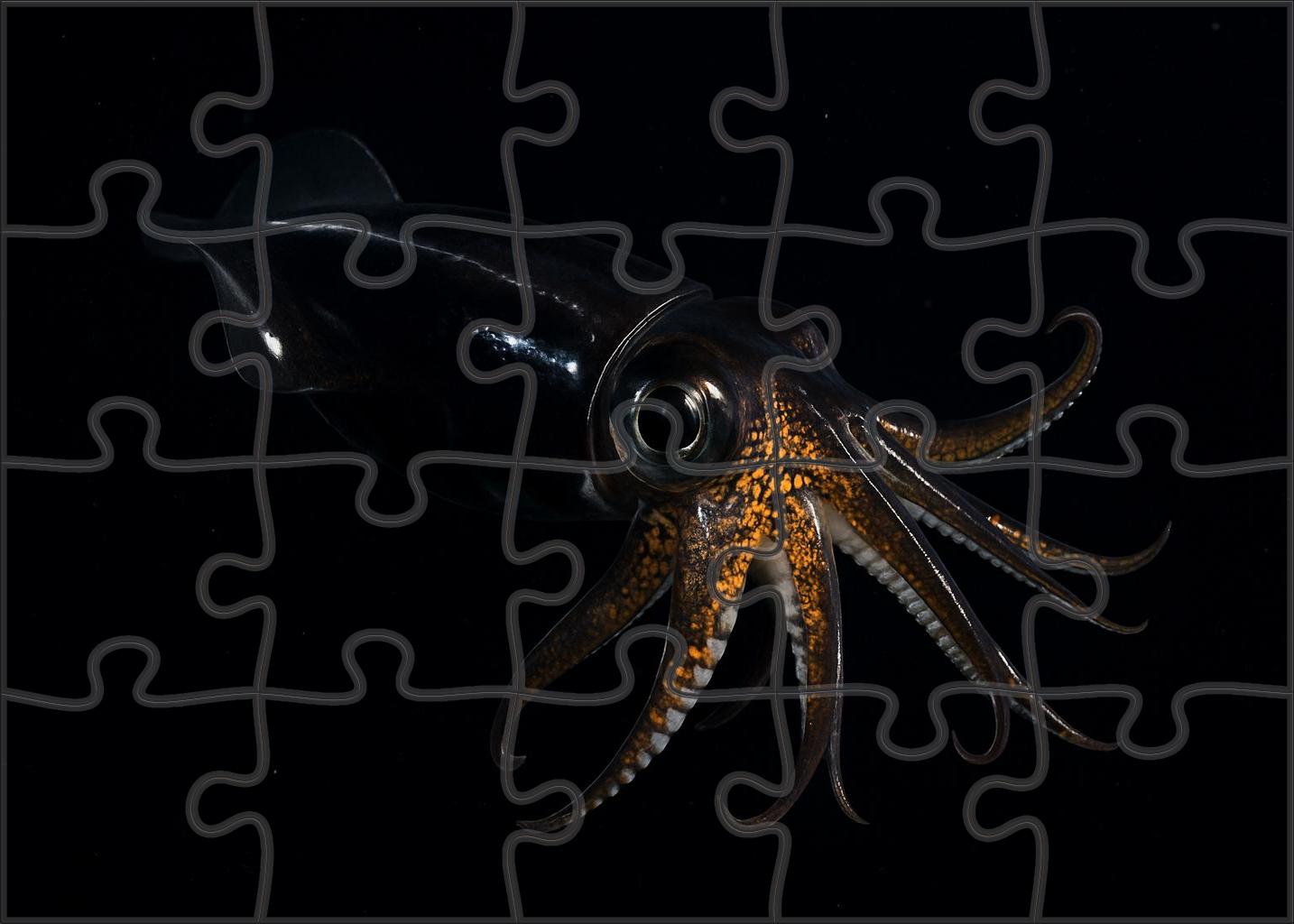 Midnight Phantom Squid Elusive Cephalopod With Jet-black Skin And Rapid Camouflage 300 Piece Puzzle