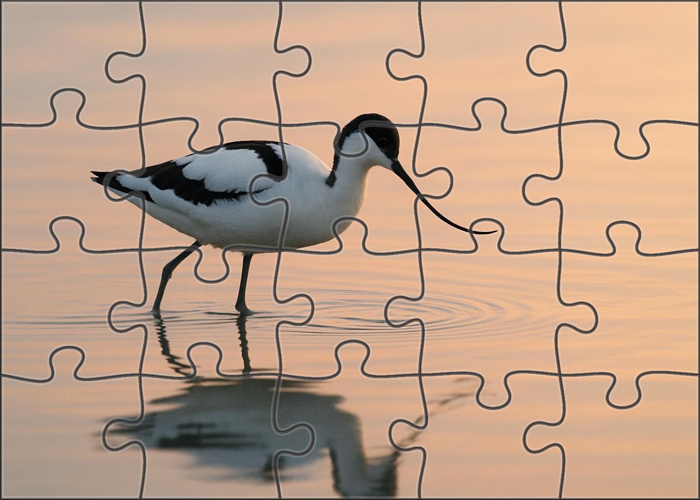 Pied Avocet Graceful Wader Of Shallow Waters Family Puzzles