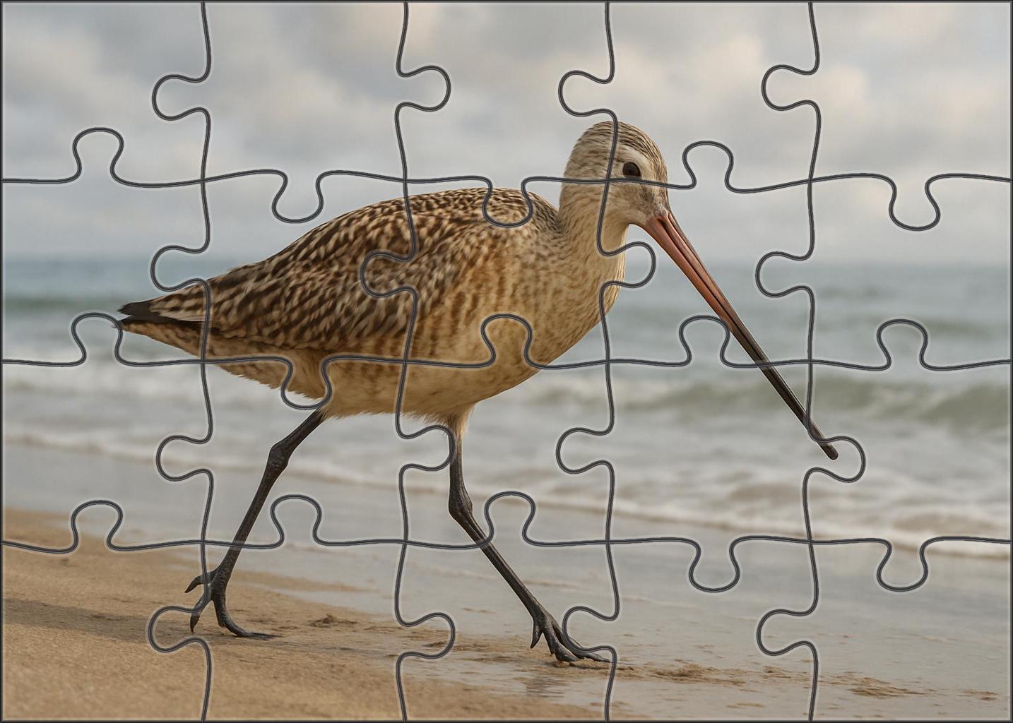 Marbled Godwit Graceful Long-distance Forager Puzzle For Kids